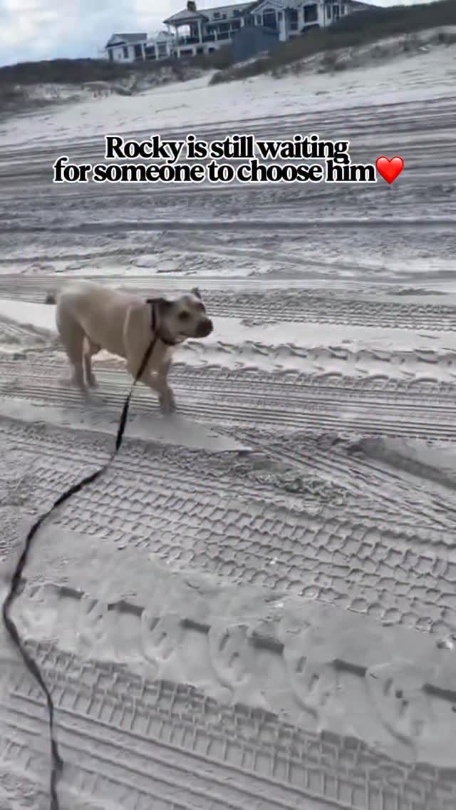 Post 6 by Black Sheep Retreat Sanctuary on Instagram (video)