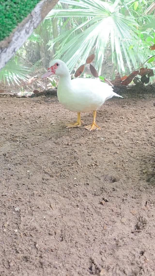 Post 5 by Black Sheep Retreat Sanctuary on Instagram (video)