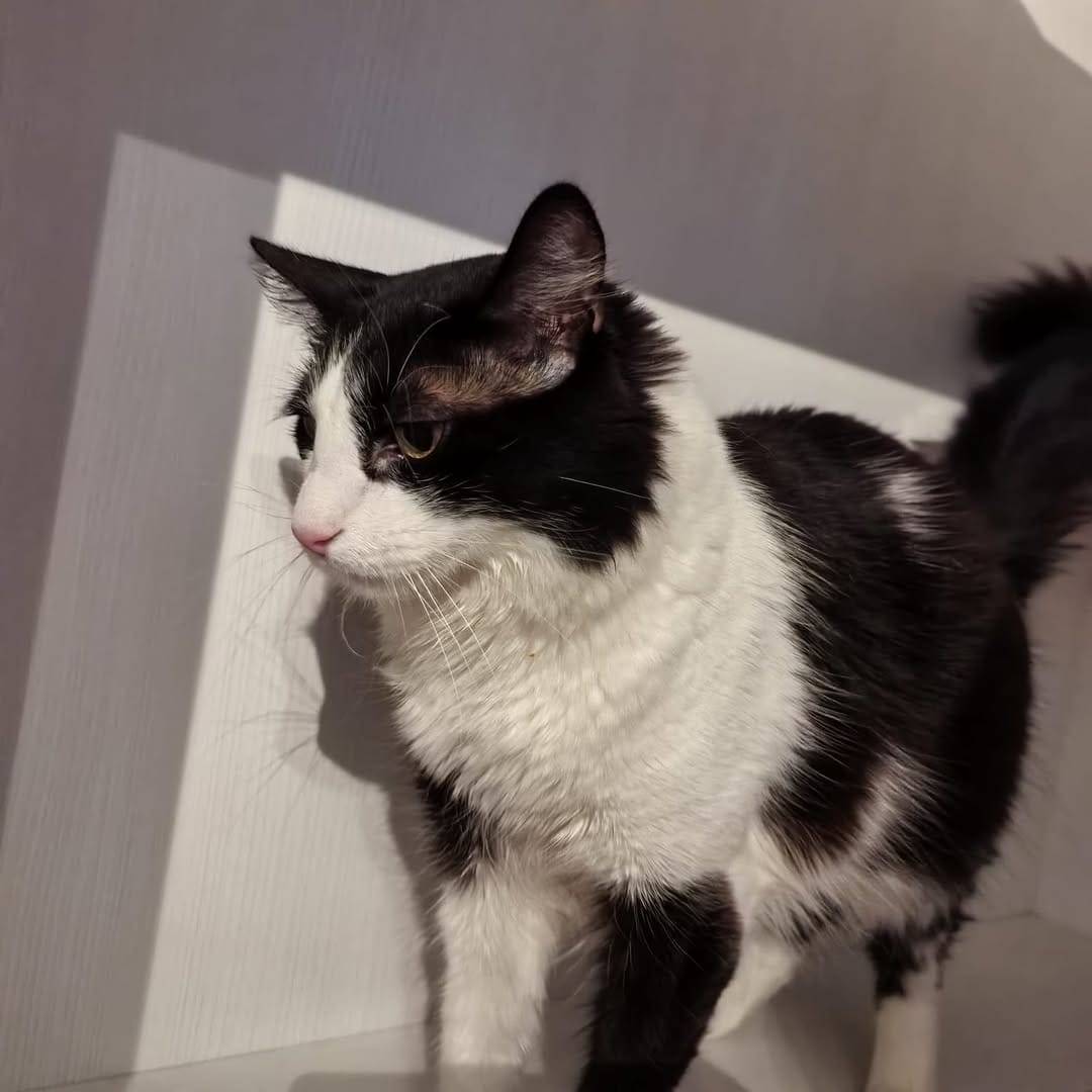 Post 6 by The Cool Cats House on Instagram (carousel)