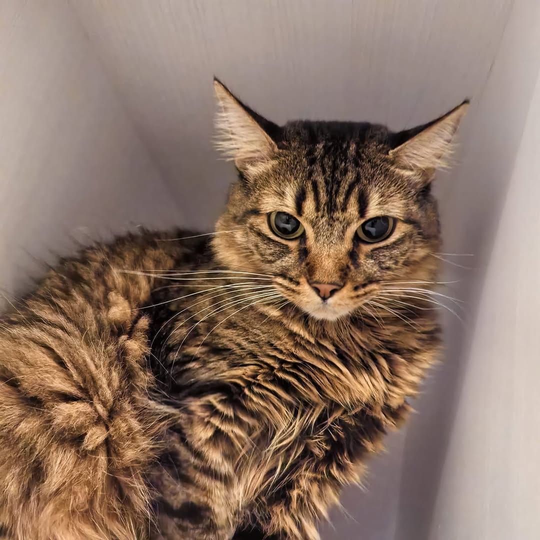 Post 7 by The Cool Cats House on Instagram (image)