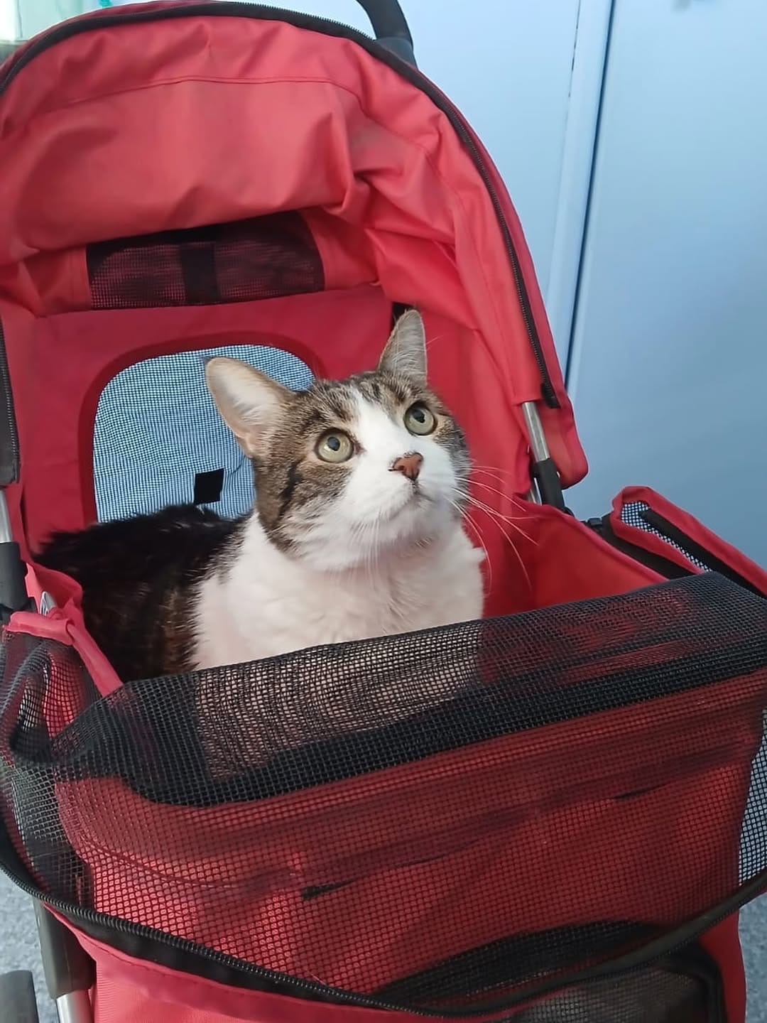 Post 3 by The Cool Cats House on Instagram (image)
