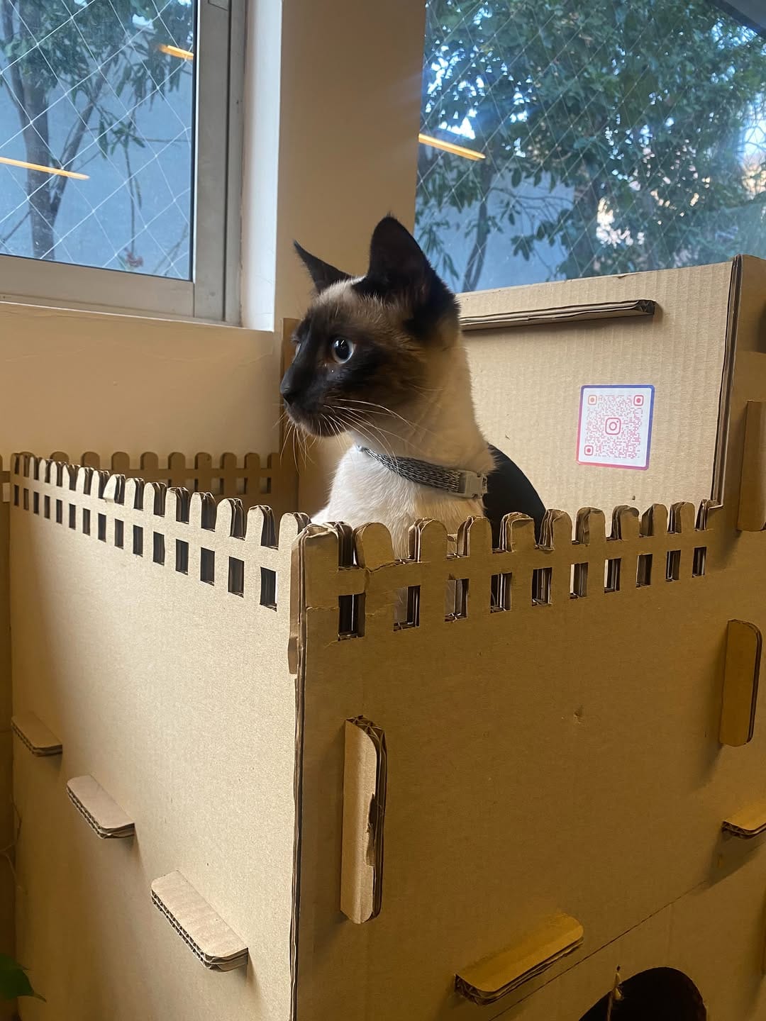 Post 4 by The Cool Cats House on Instagram (carousel)