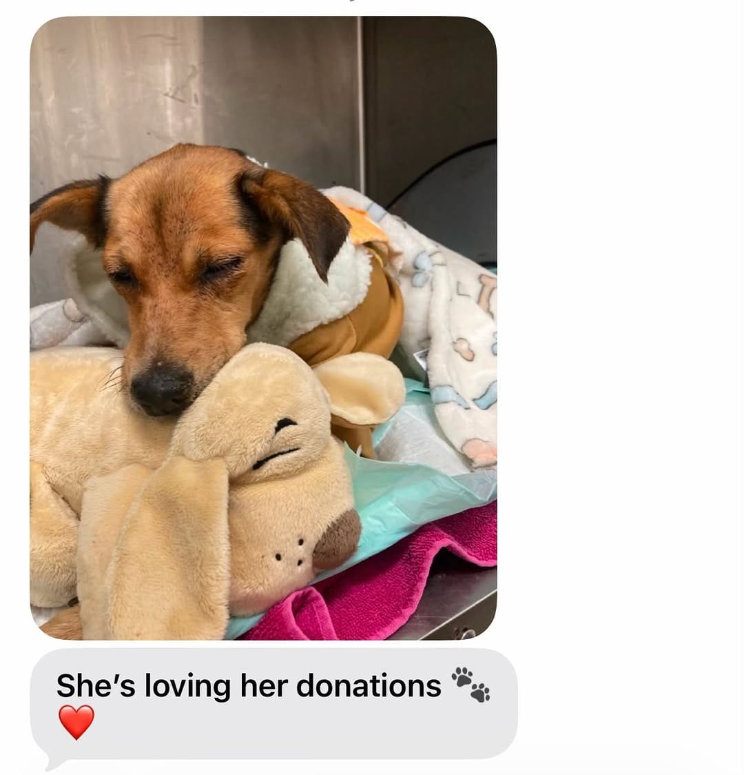 Post 8 by Yaqui Animal Rescue on Instagram (image)