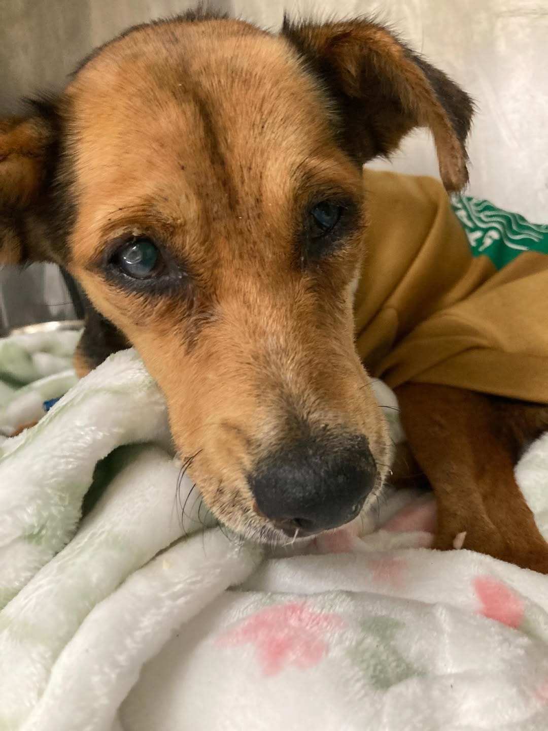 Post 7 by Yaqui Animal Rescue on Instagram (carousel)