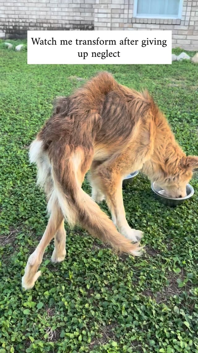 Post 1 by Yaqui Animal Rescue on Instagram (video)