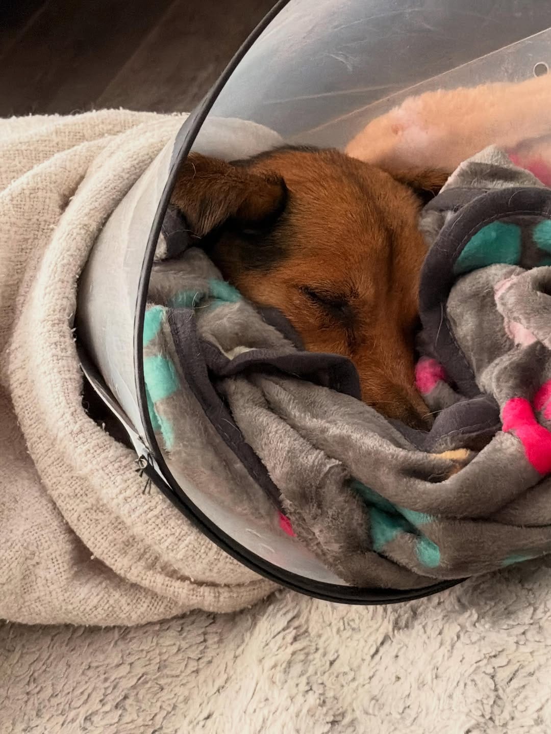 Post 5 by Yaqui Animal Rescue on Instagram (carousel)