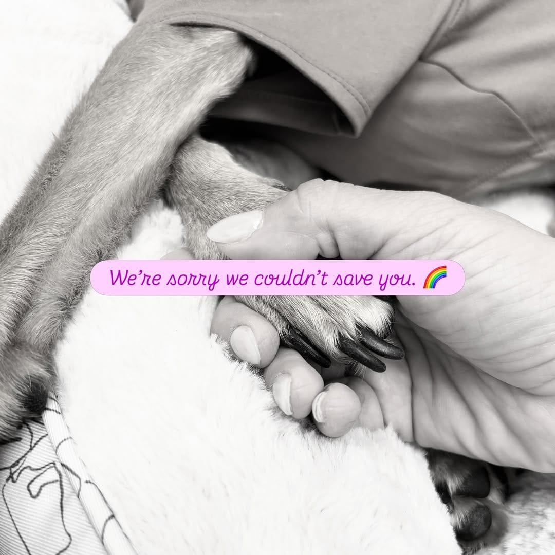 Post 2 by Yaqui Animal Rescue on Instagram (carousel)