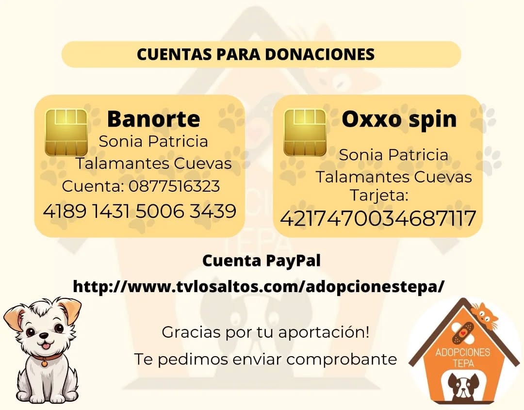 Post 10 by ADOPCIONES TEPA 🐶 on Instagram (image)