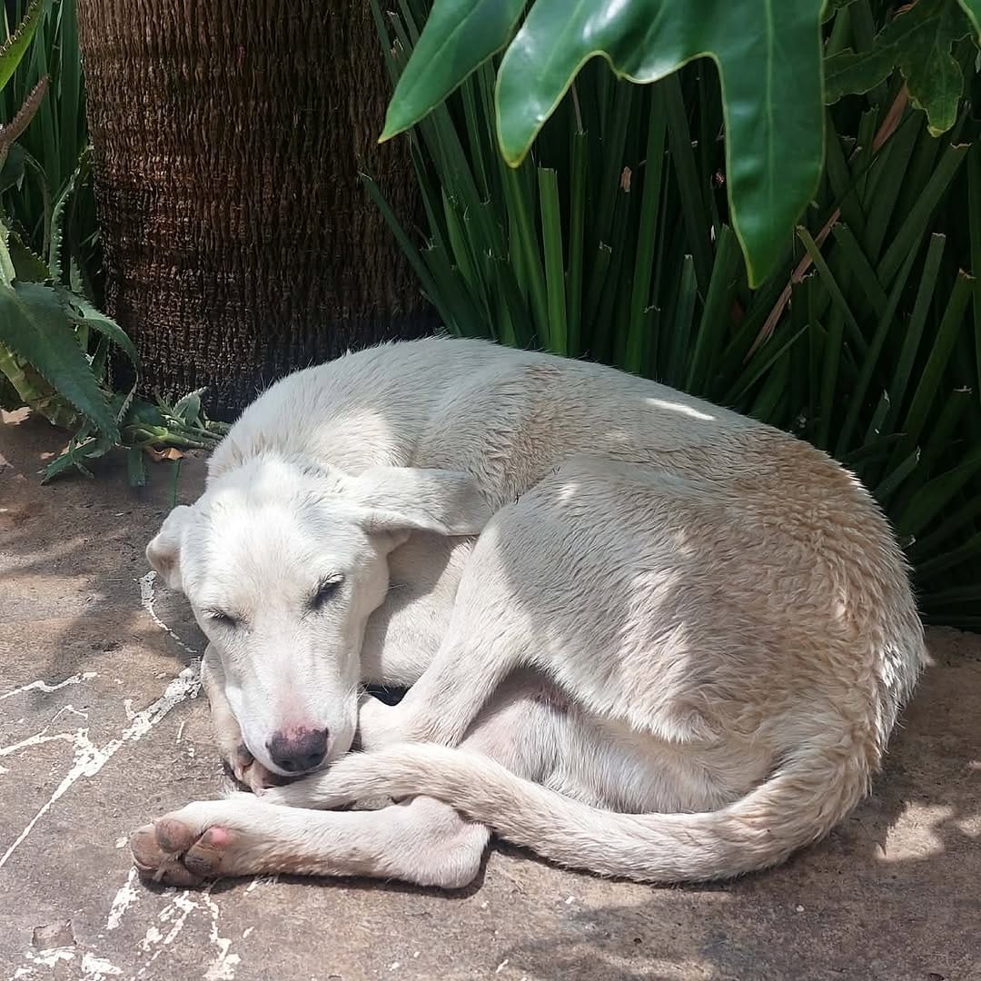 Post 6 by ADOPCIONES TEPA 🐶 on Instagram (image)