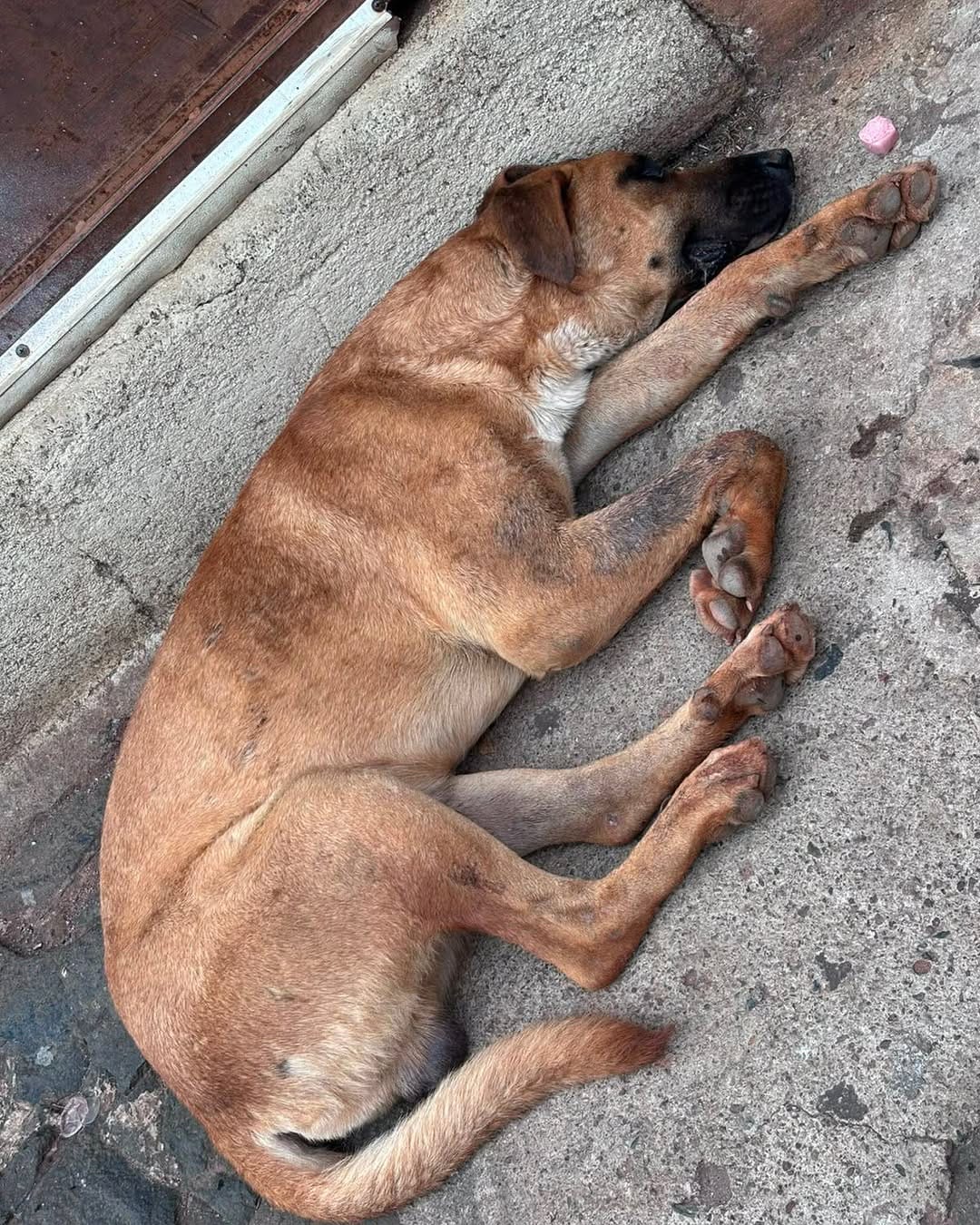 Post 9 by ADOPCIONES TEPA 🐶 on Instagram (image)
