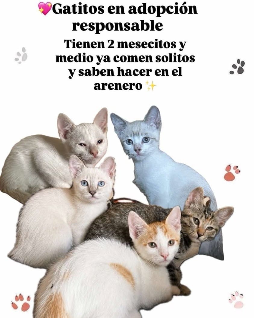 Post 2 by ADOPCIONES TEPA 🐶 on Instagram (image)