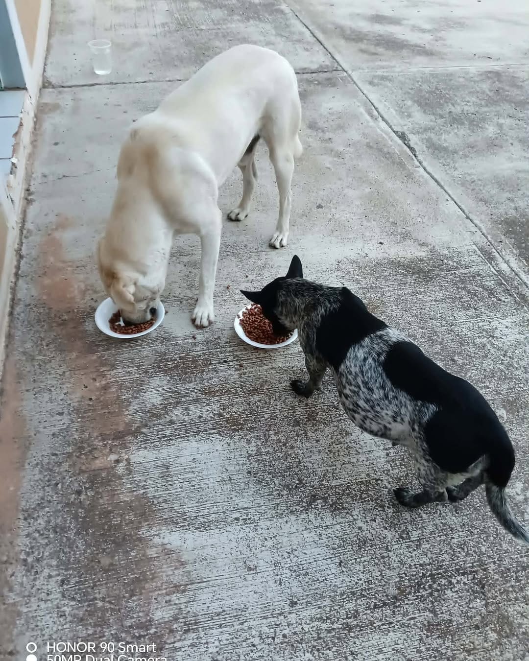 Post 5 by ADOPCIONES TEPA 🐶 on Instagram (image)