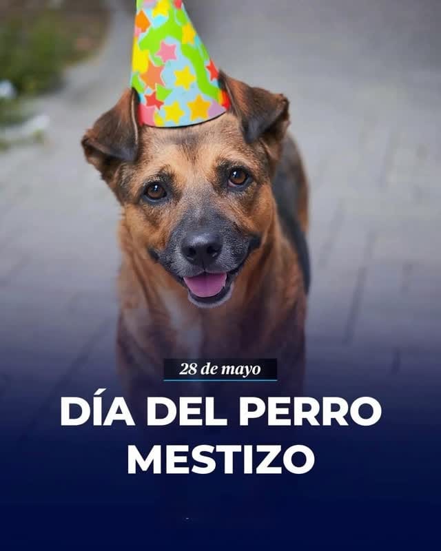 Post 7 by Denver Director de Derecho y Bienestar Animal BC on Instagram (video)