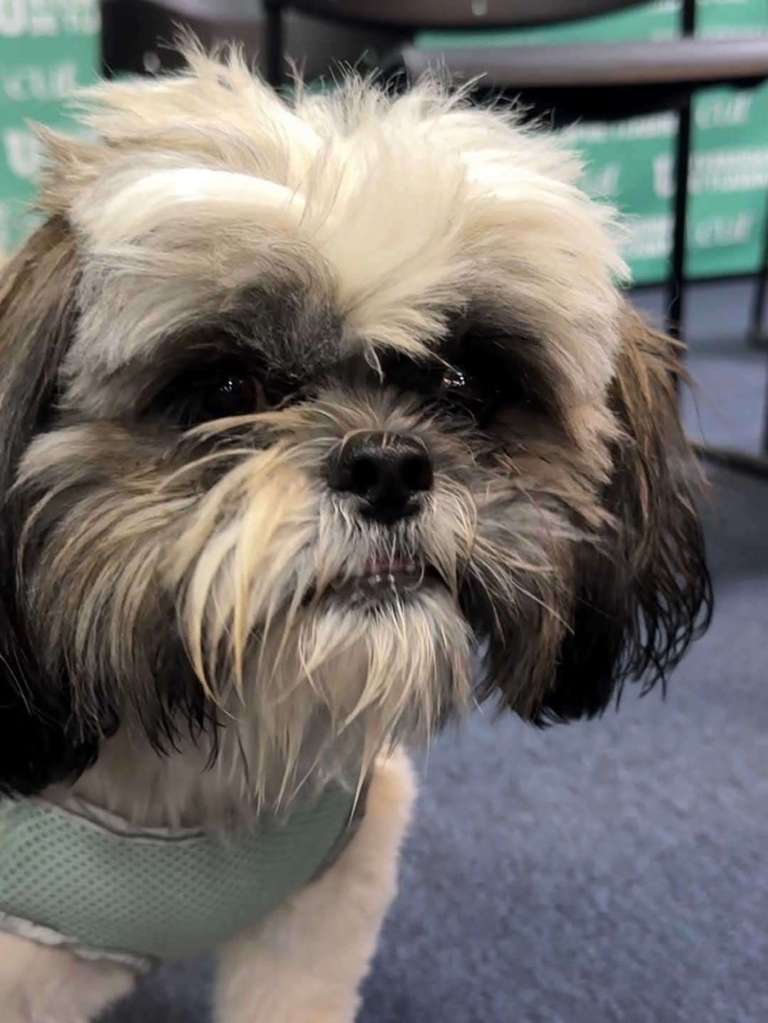 Post 9 by Denver Director de Derecho y Bienestar Animal BC on Instagram (carousel)