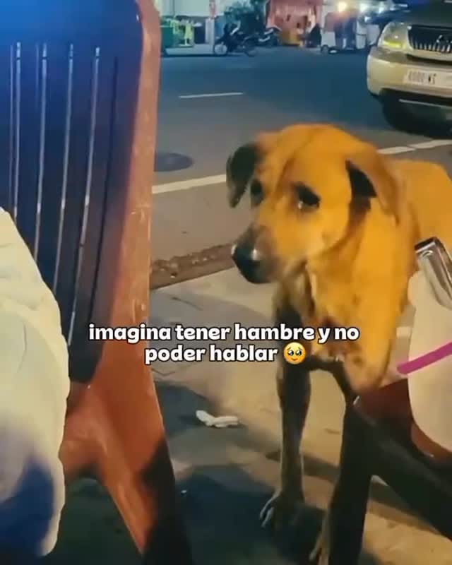 Post 8 by Denver Director de Derecho y Bienestar Animal BC on Instagram (video)
