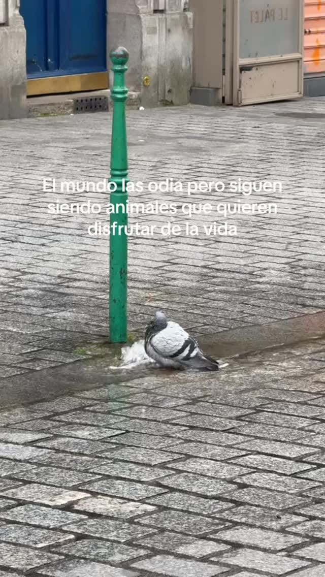 Post 5 by Denver Director de Derecho y Bienestar Animal BC on Instagram (video)