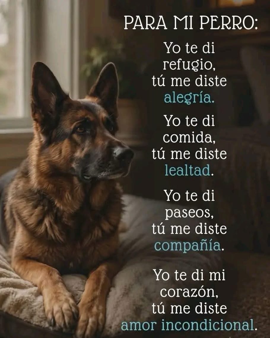 Post 4 by Denver Director de Derecho y Bienestar Animal BC on Instagram (image)