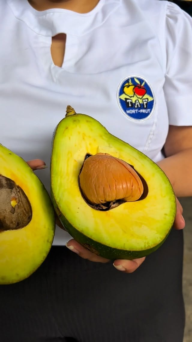 Post 4 by TAF HORTFRUT on Instagram (video)