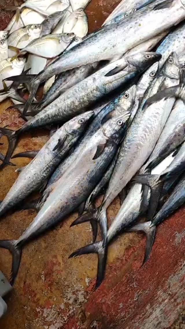 Post 10 by Siri Restaurante - Barra Velha SC BRASIL on Instagram (video)