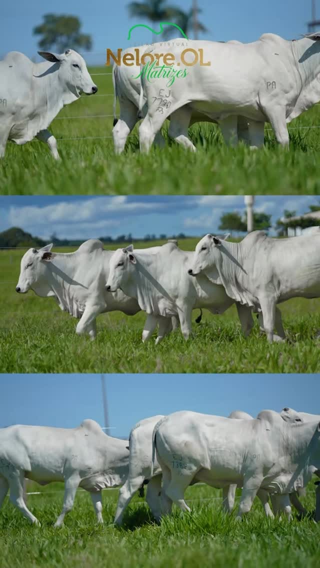 Post 3 by Agricultura Tocantinense® on Instagram (video)