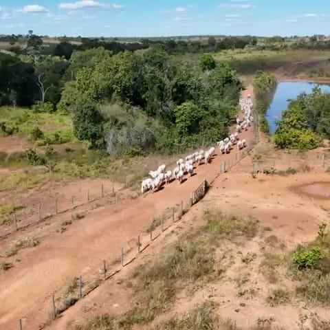 Post 8 by Agricultura Tocantinense® on Instagram (carousel)