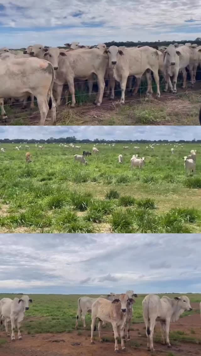 Post 4 by Agricultura Tocantinense® on Instagram (video)