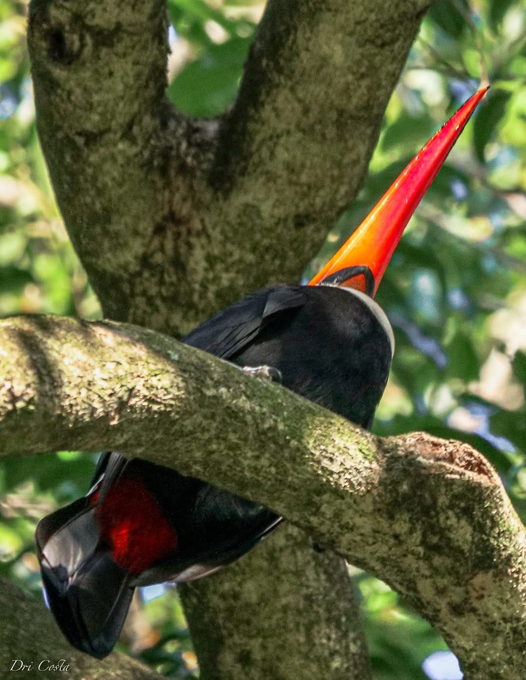 Post 6 by Dri Costa on Instagram (image)