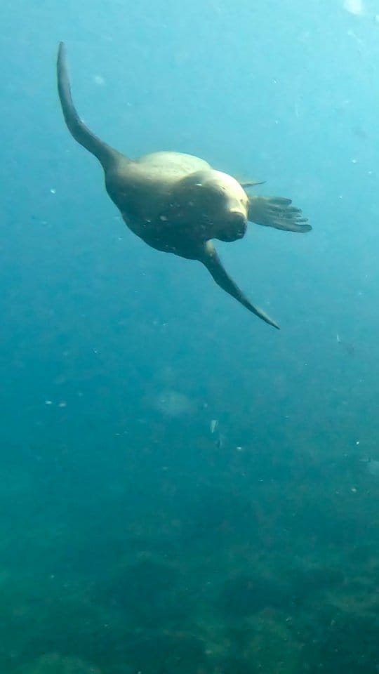 Post 1 by Centro de Biologia Marinha on Instagram (video)