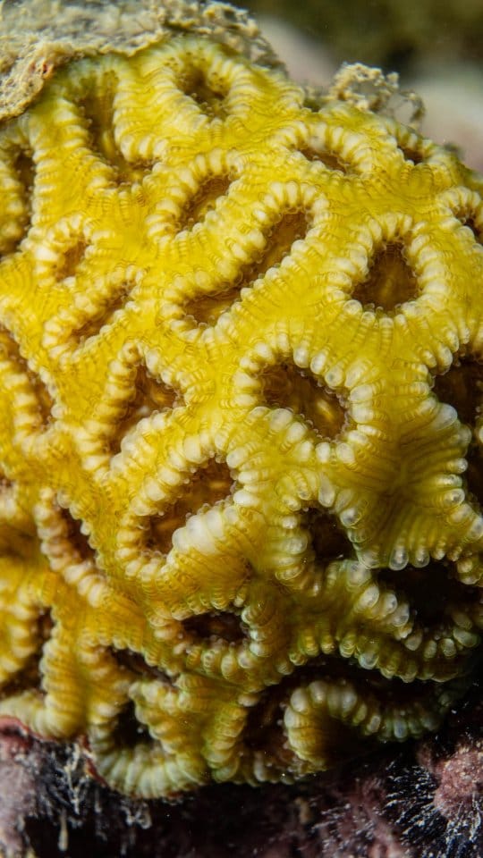 Post 5 by Centro de Biologia Marinha on Instagram (video)