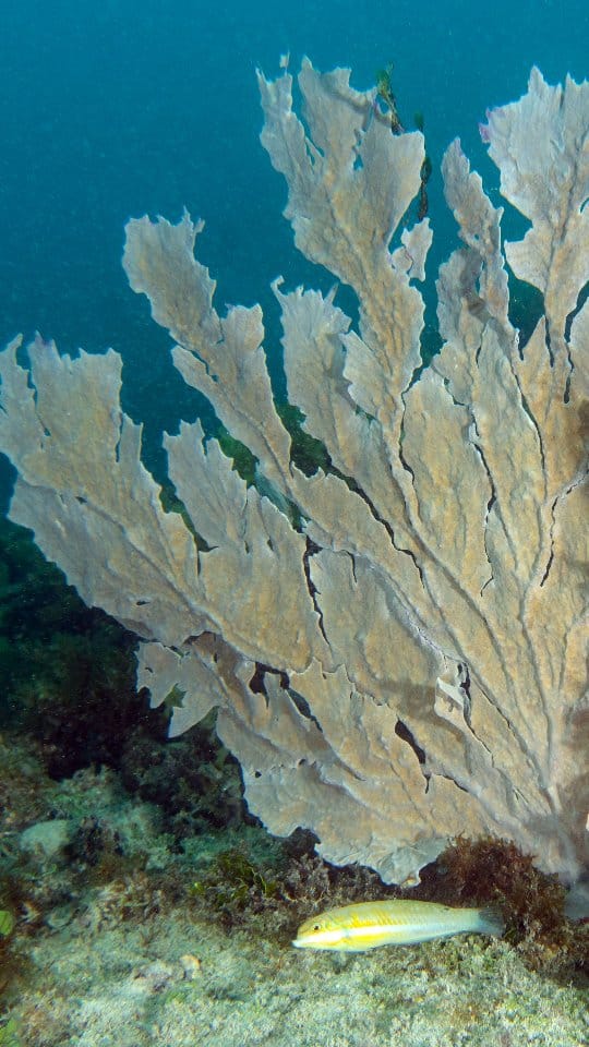 Post 3 by Centro de Biologia Marinha on Instagram (video)