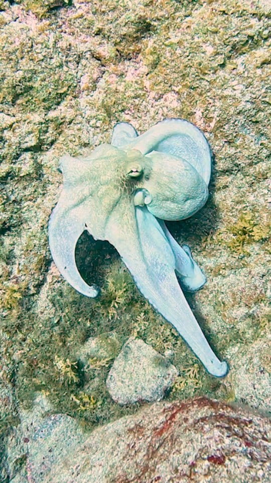 Post 2 by Centro de Biologia Marinha on Instagram (video)