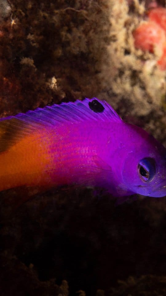 Post 6 by Centro de Biologia Marinha on Instagram (video)