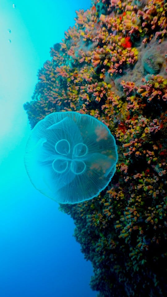 Post 4 by Centro de Biologia Marinha on Instagram (video)