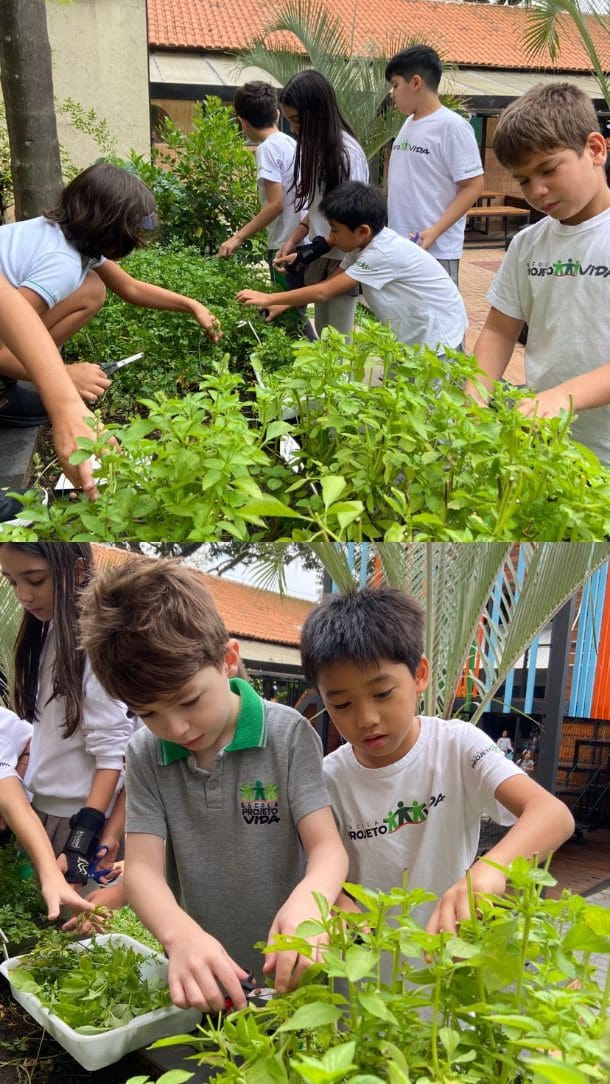 Post 2 by Escola Projeto Vida on Instagram (video)