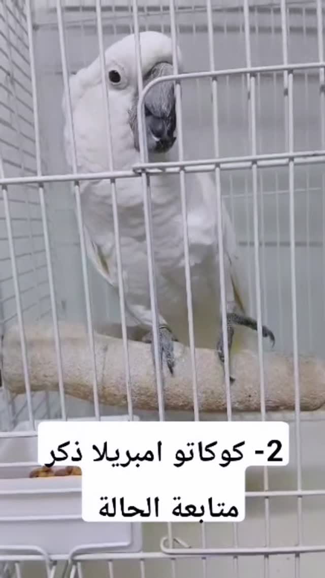 Post 5 by Parrot Care | Bird Specialist UAE on Instagram (video)