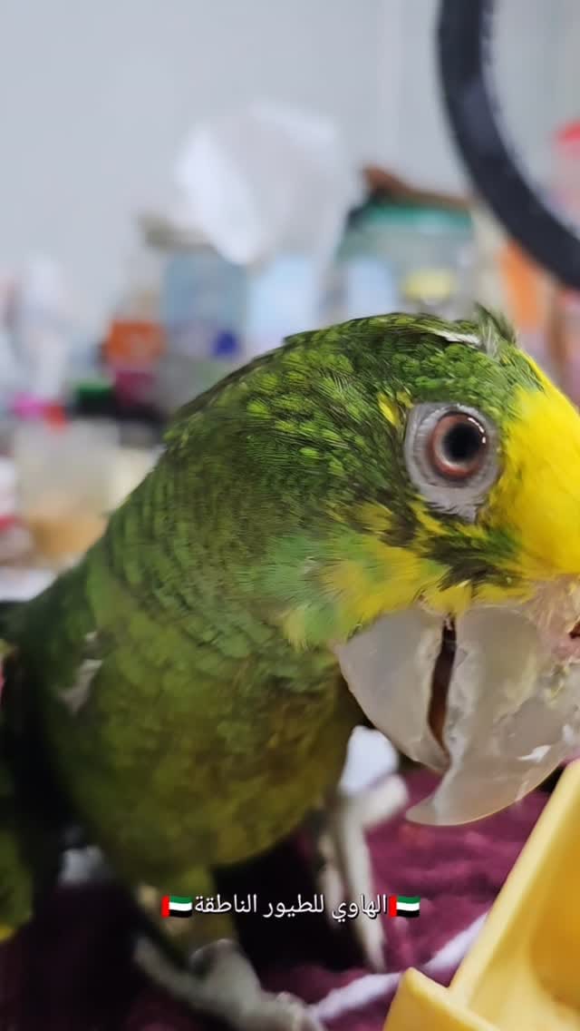 Post 6 by Parrot Care | Bird Specialist UAE on Instagram (video)
