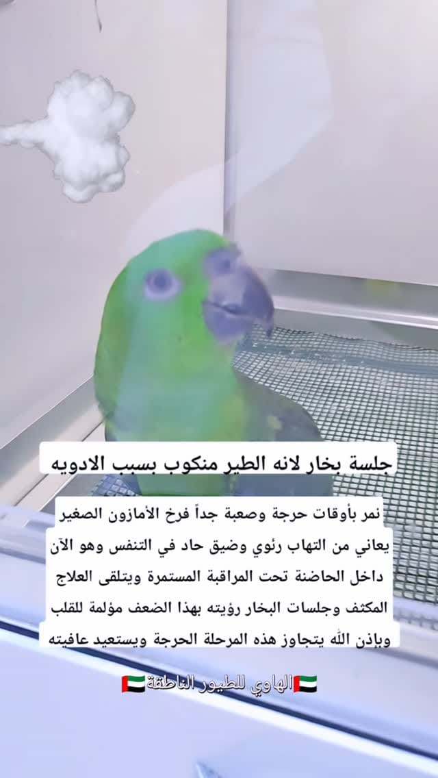 Post 4 by Parrot Care | Bird Specialist UAE on Instagram (video)