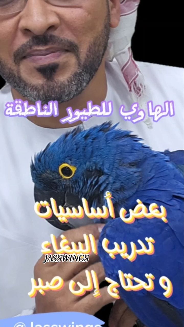 Post 8 by Parrot Care | Bird Specialist UAE on Instagram (video)