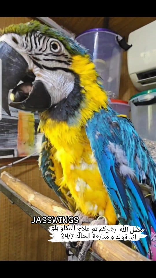 Post 10 by Parrot Care | Bird Specialist UAE on Instagram (video)