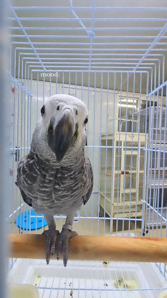 Post 3 by Parrot Care | Bird Specialist UAE on Instagram (video)