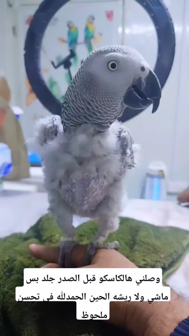 Post 7 by Parrot Care | Bird Specialist UAE on Instagram (video)