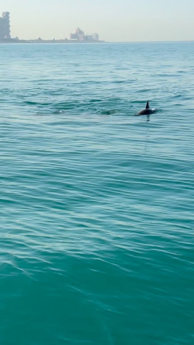 Post 5 by Rodney J. Eid on Instagram (video)
