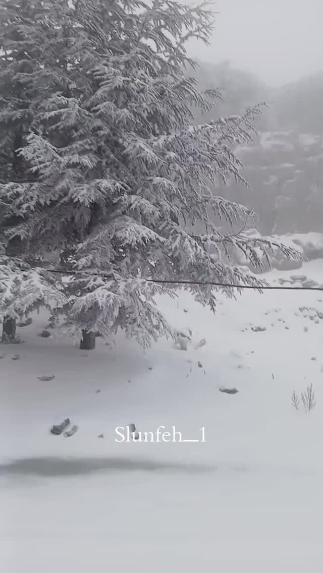 Post 7 by Wafeek Habib  وفيق حبيب on Instagram (video)