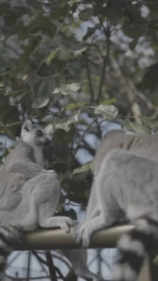Post 6 by Saeed BinKahail on Instagram (video)