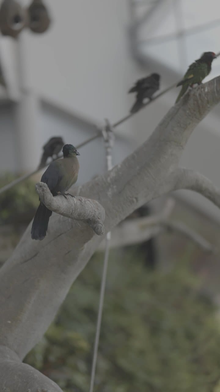 Post 1 by Saeed BinKahail on Instagram (video)