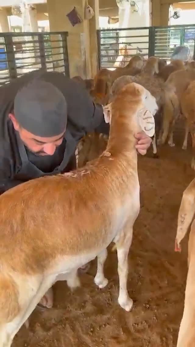 Post 6 by TAZJ APP  | تطبيق طازج on Instagram (video)