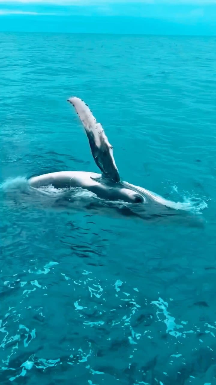Post 8 by shyka on Instagram (video)