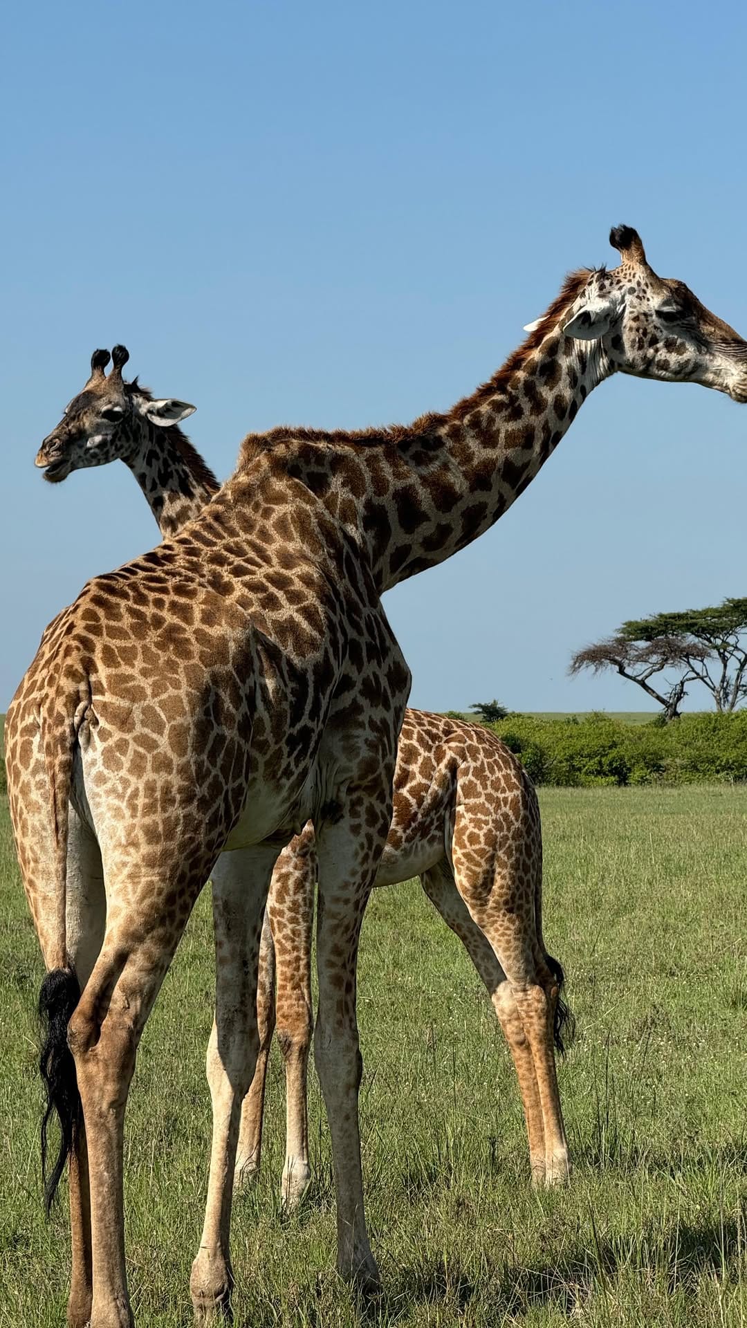Post 7 by ELIZABETH GANEVICH on Instagram (video)