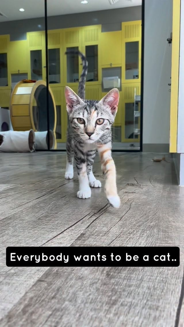 Post 3 by URBAN TAILS PET RESORT DUBAI on Instagram (video)