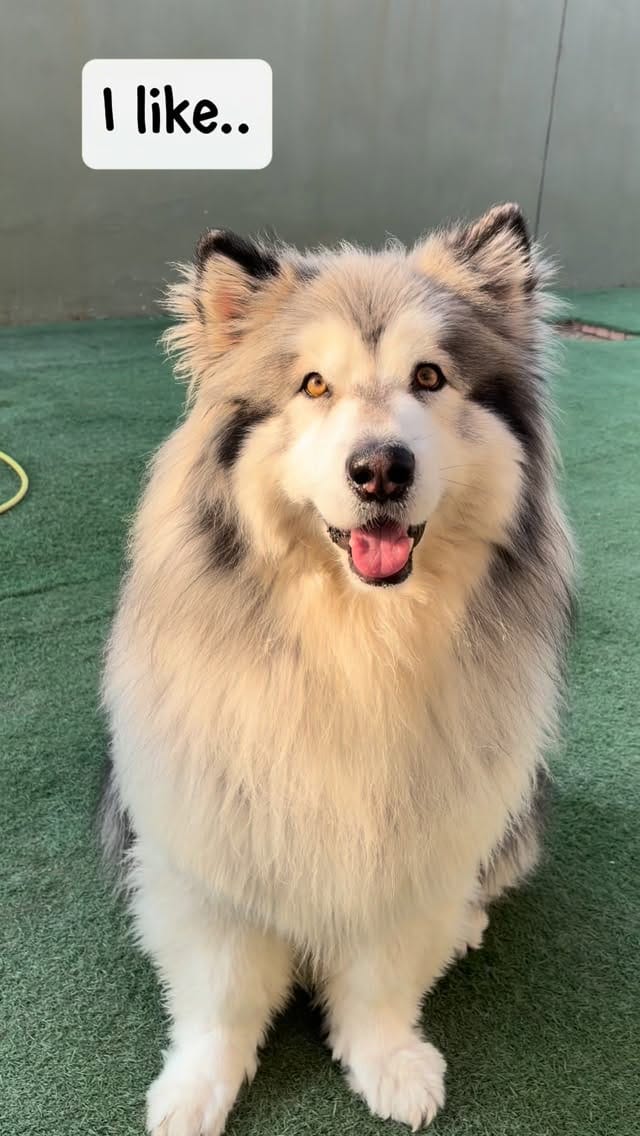 Post 4 by URBAN TAILS PET RESORT DUBAI on Instagram (video)